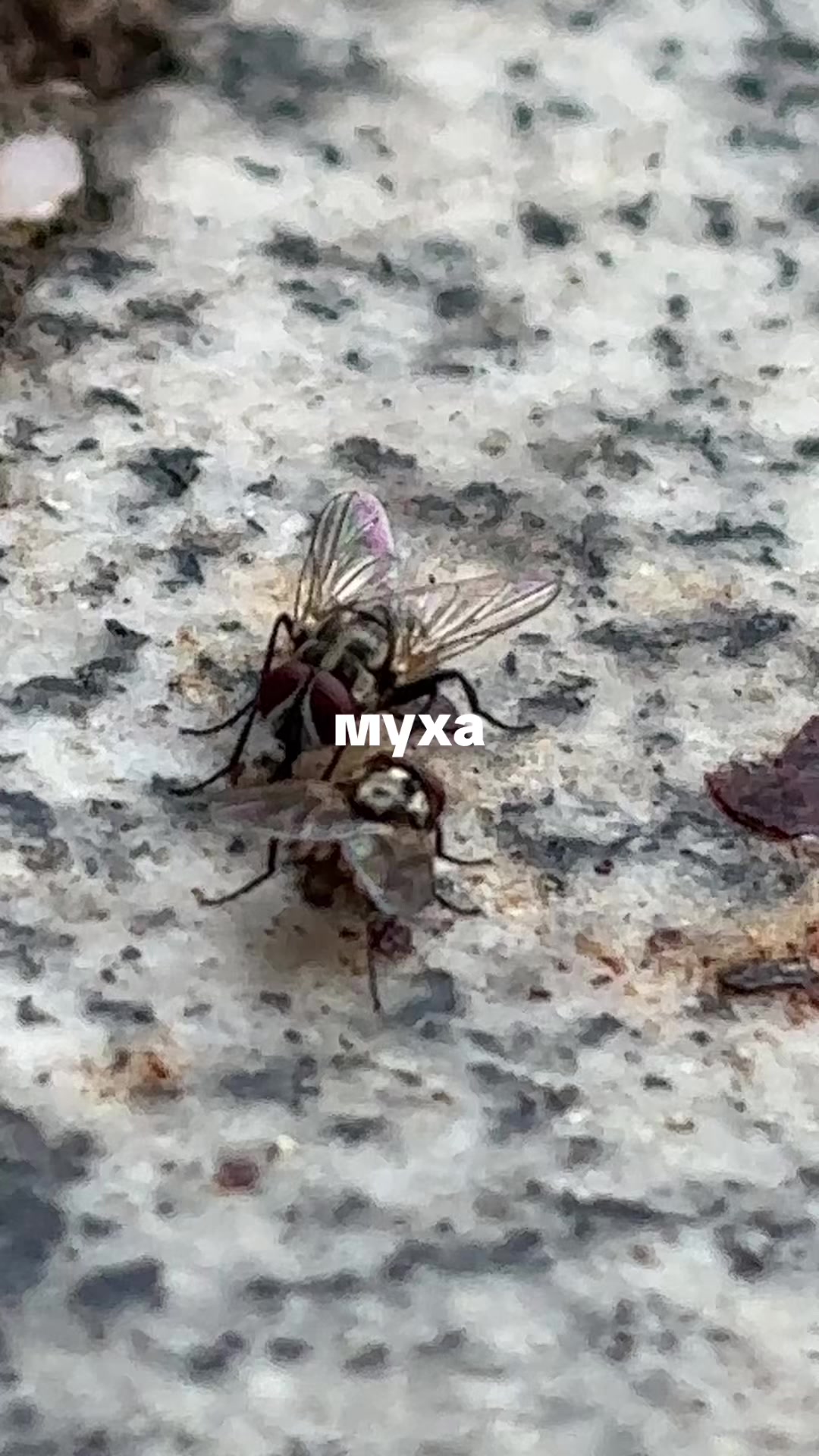 @krival&sect;ova
