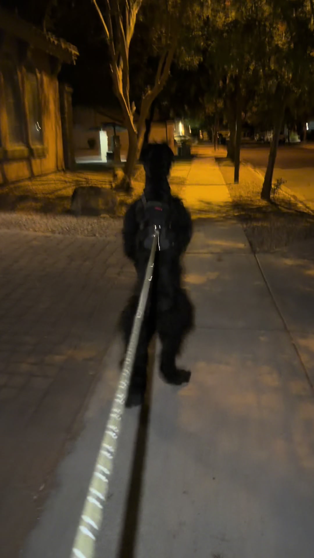 @Fiona Walks