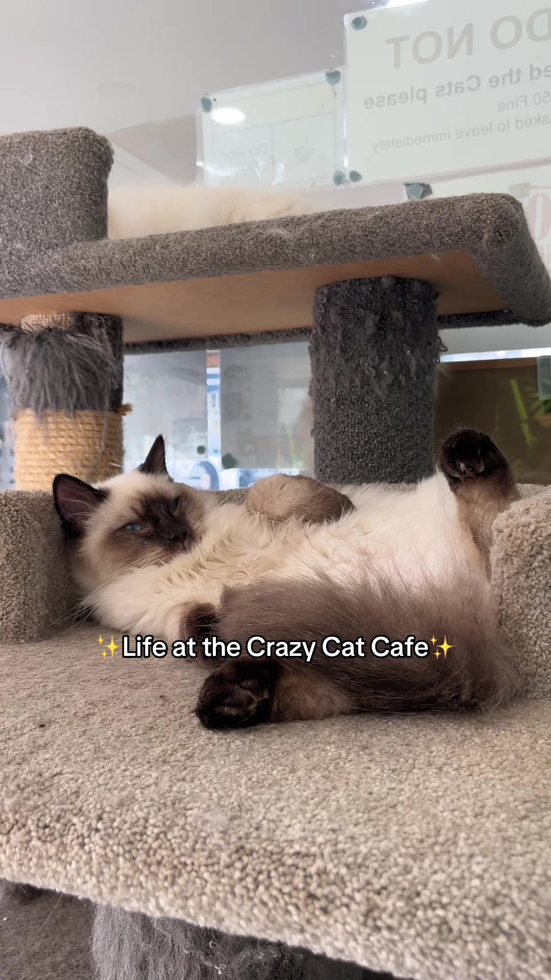 @crazycatcafe
