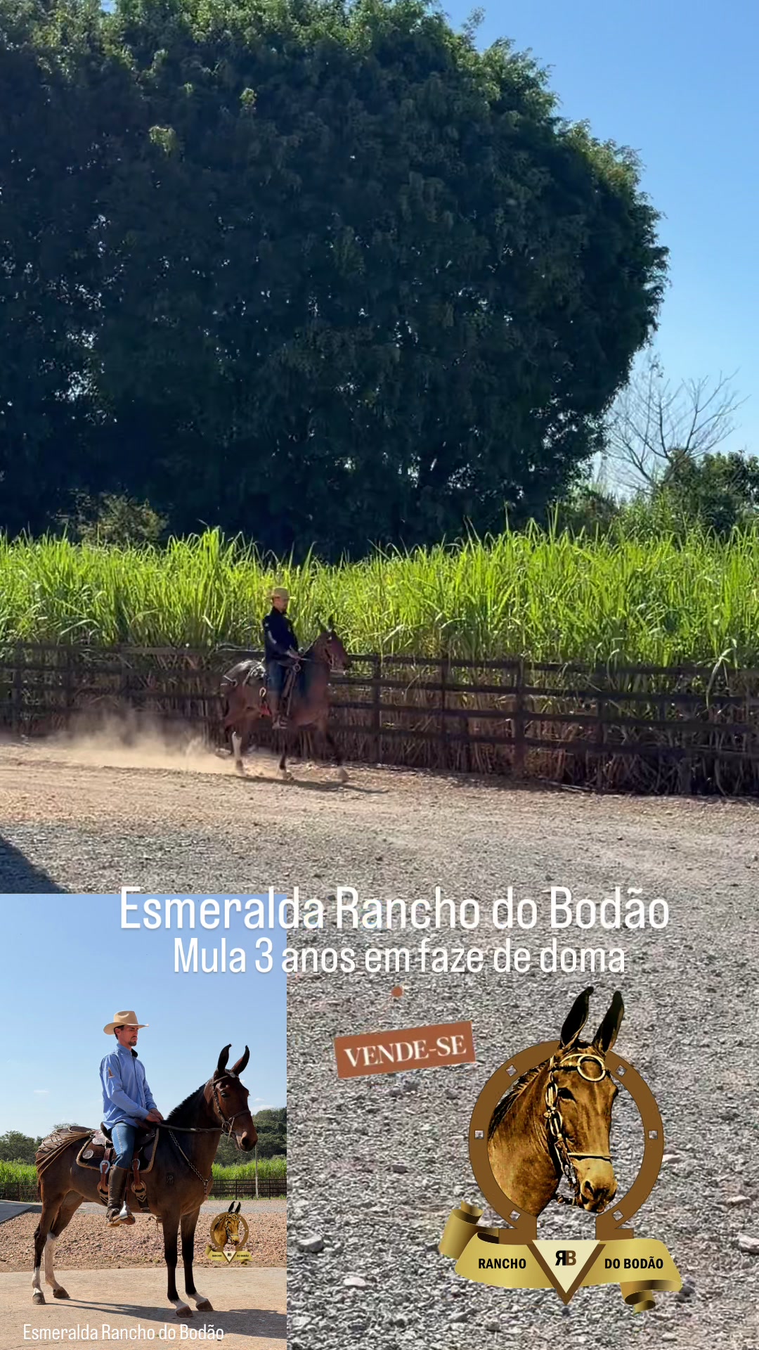 @Rancho do Bodão