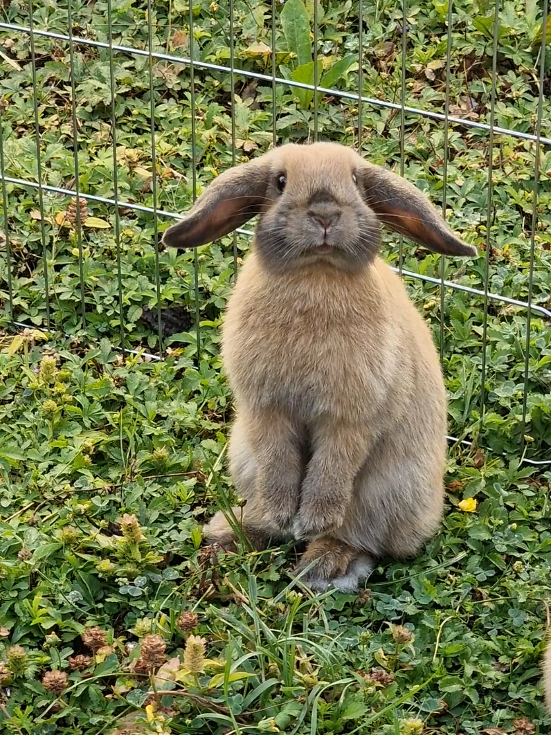 @Rabbit Gang