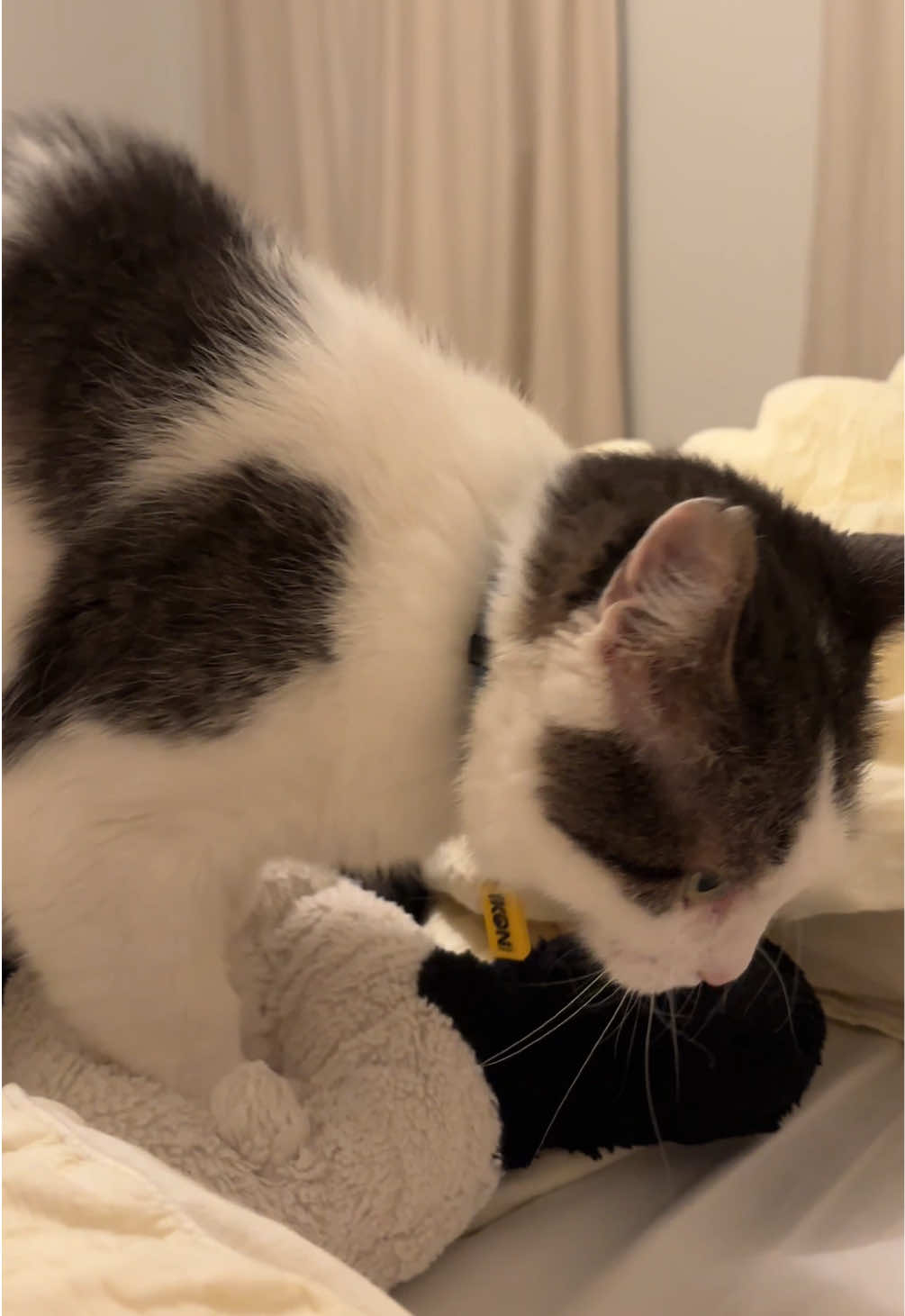 @Mimi Wawa Meow