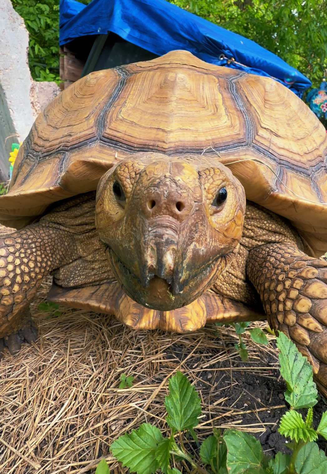 @OtisTheTortoise