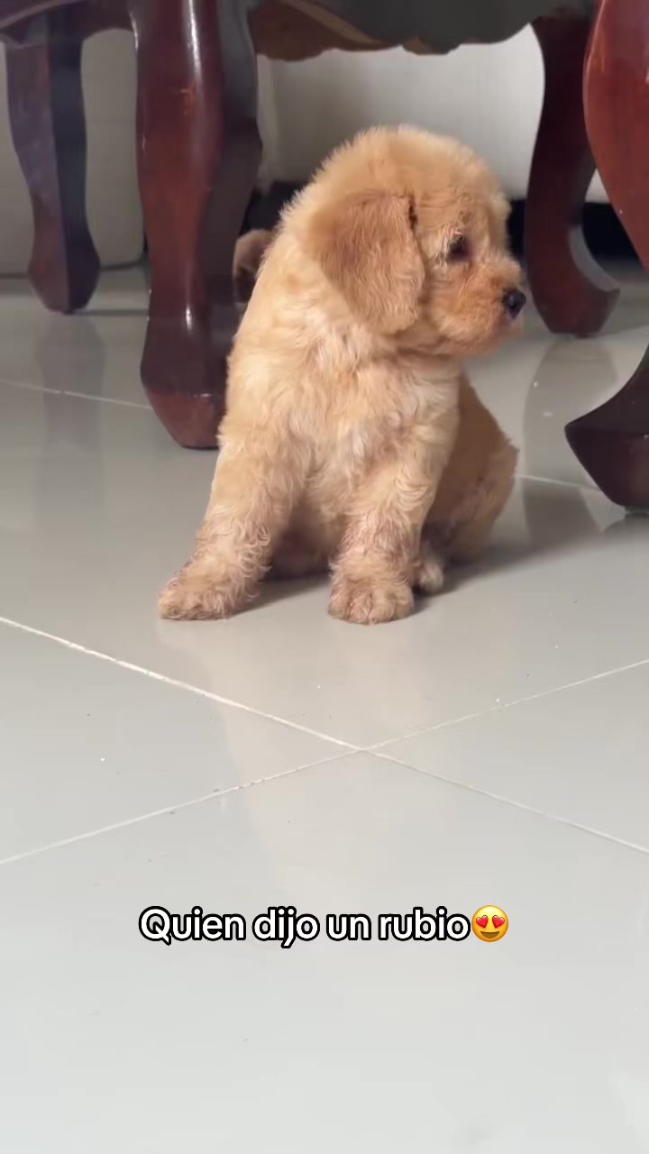 @Dogsr_rd1