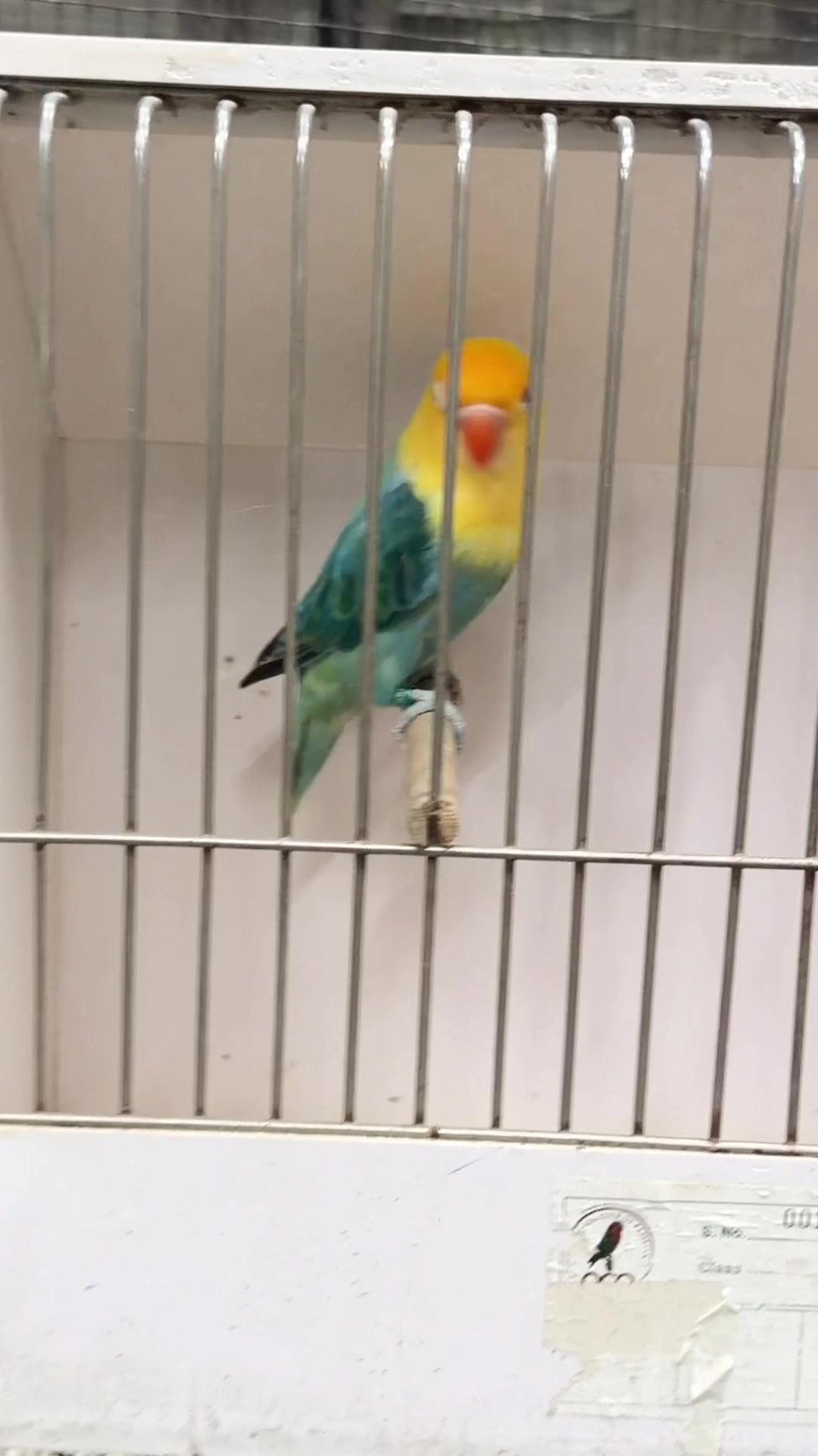 @AdilBirdsFarm