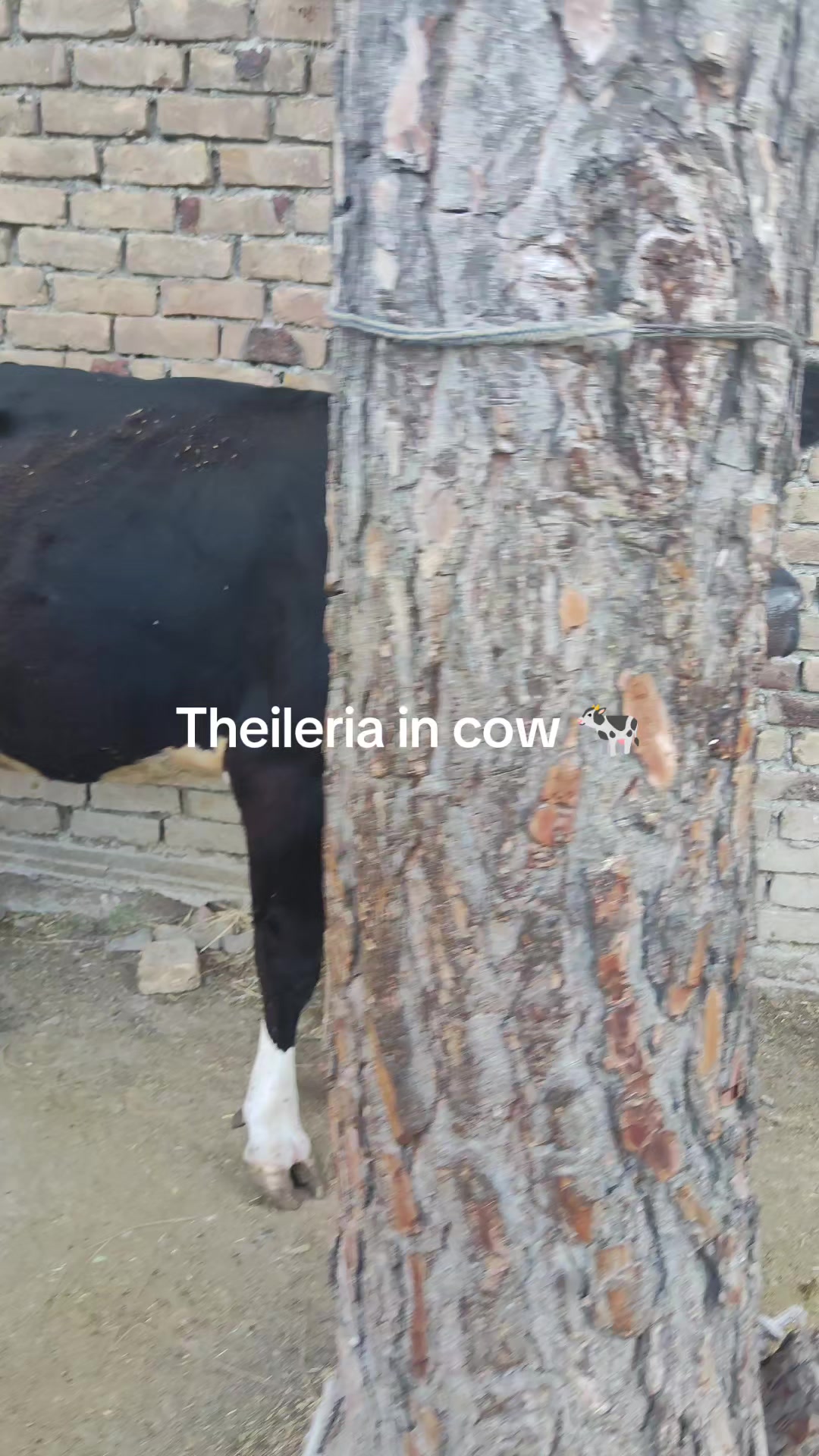 @𝐃𝐨𝐜𝐭𝐨𝐫 𝐇𝐚𝐦𝐳𝐚 𝐀𝐥𝐢