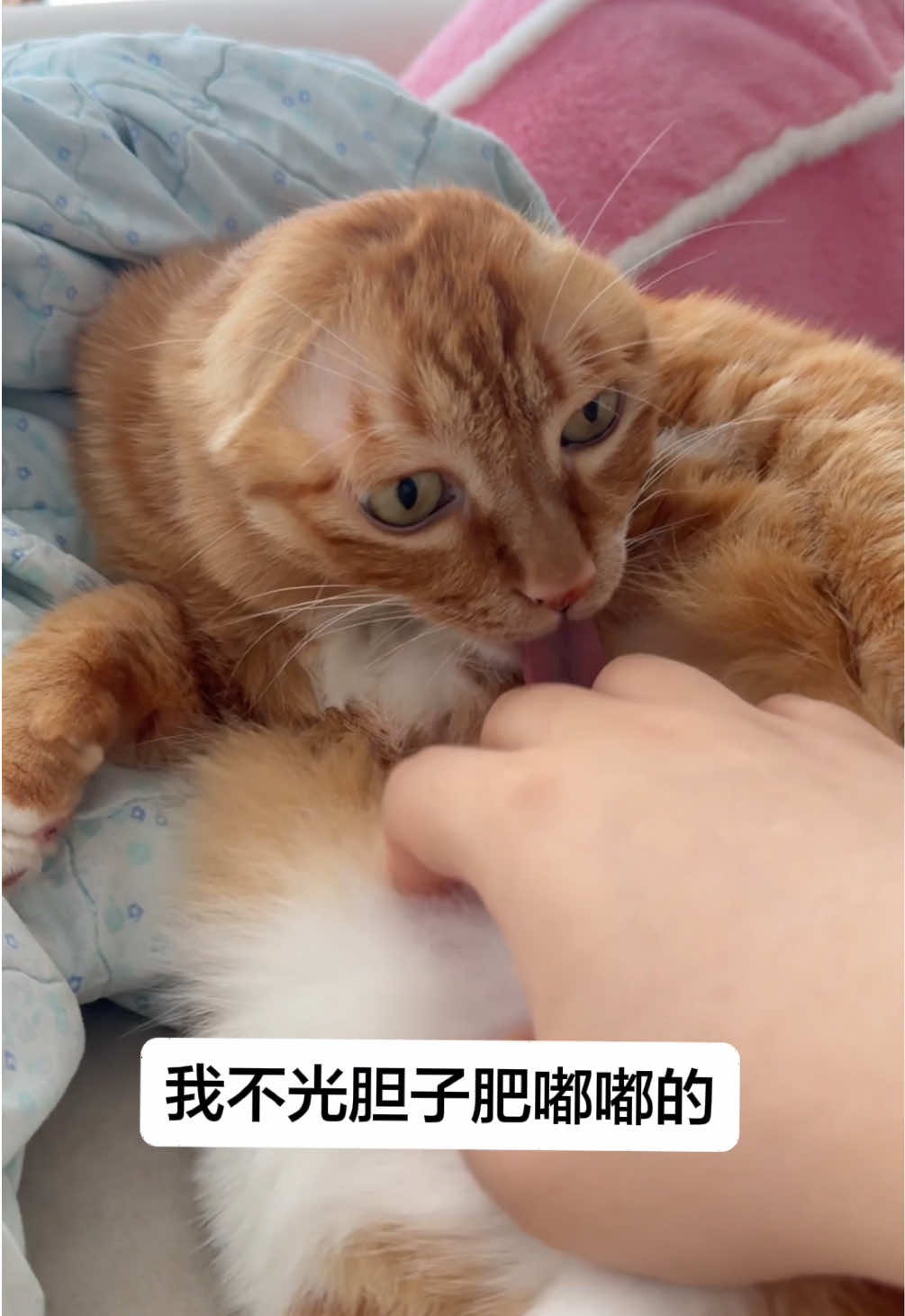@earless hachimi