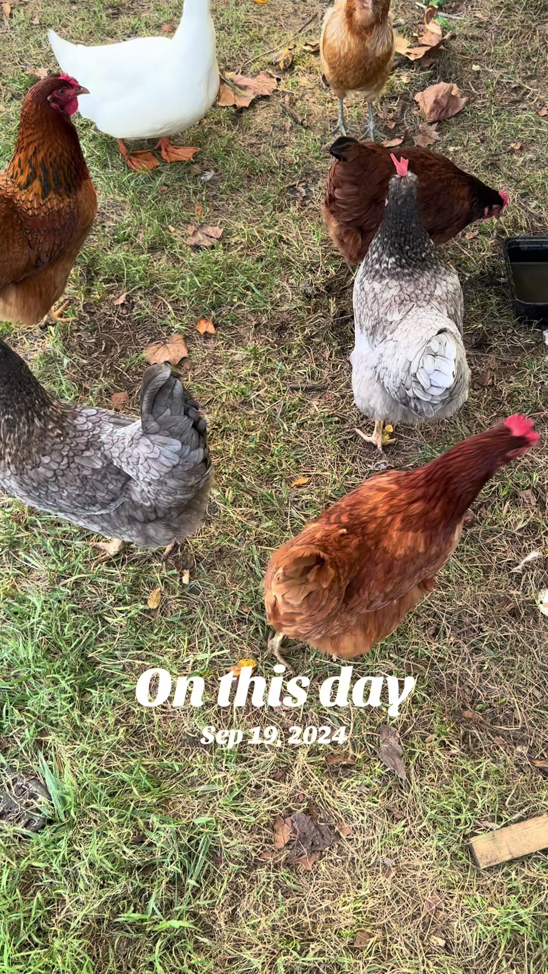 @gobigadventuresfarm