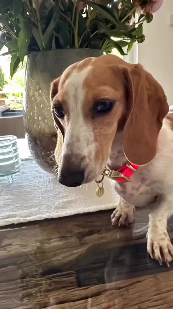 @Mileythedackel