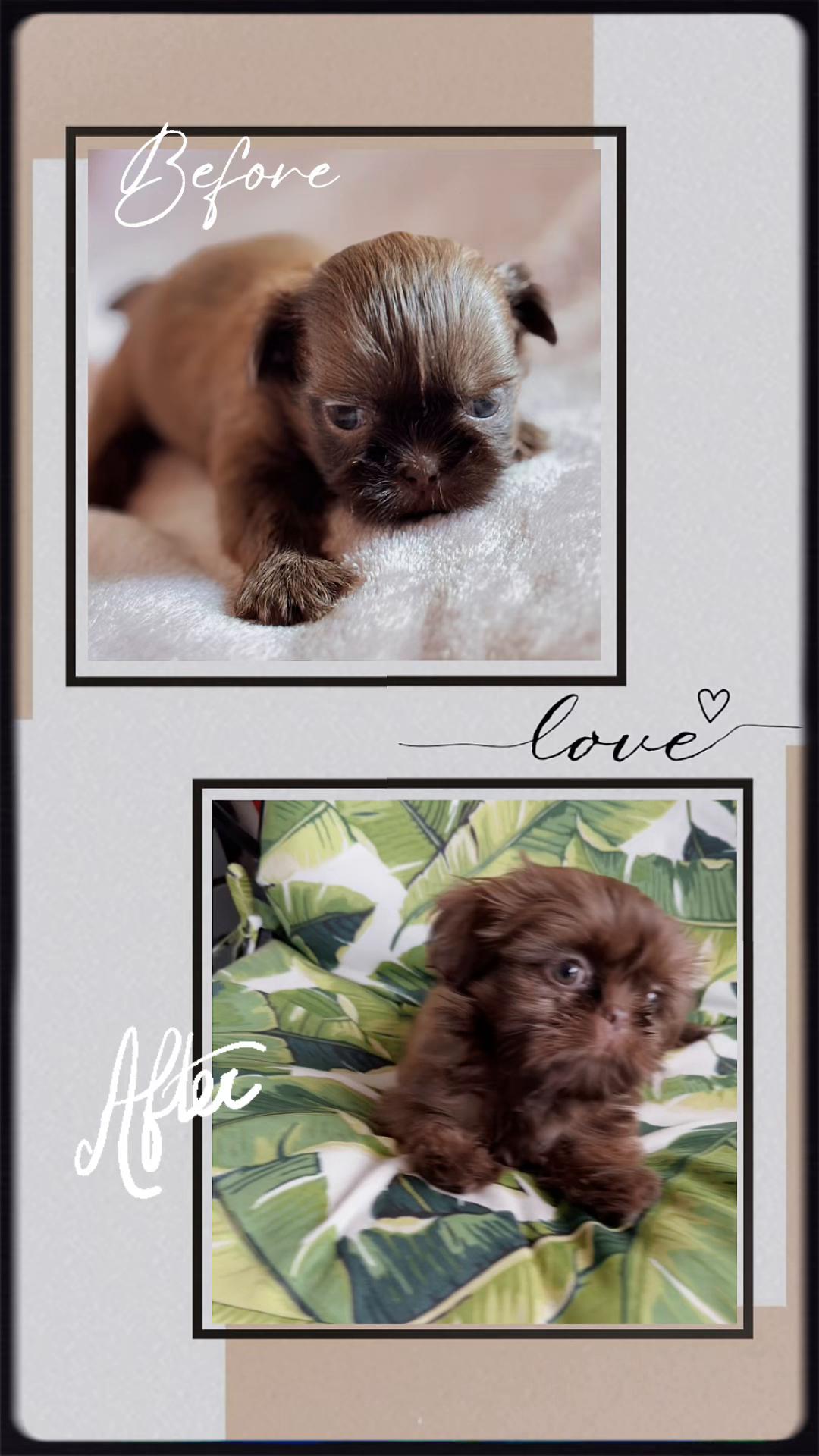 @SHIHTZU SOIRÉE