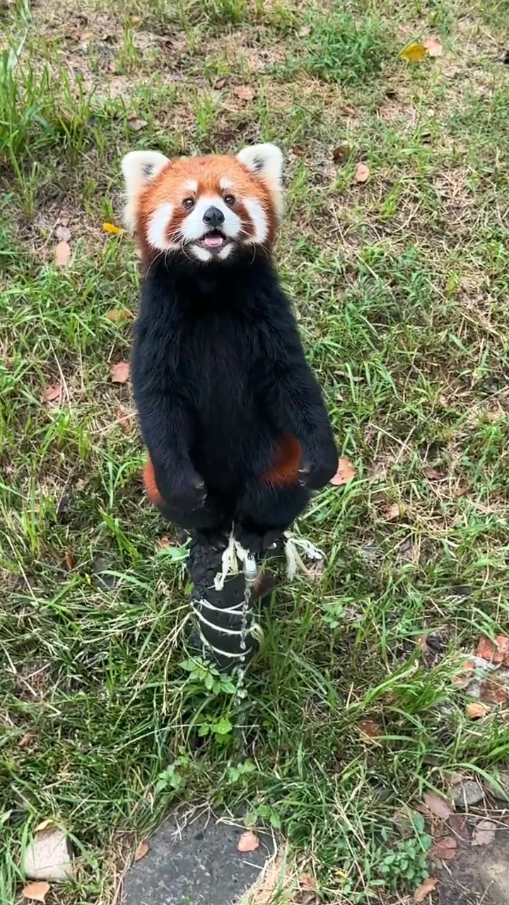 @littlepanda6487
