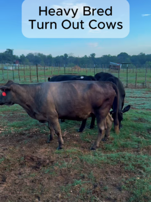 @Rutherford Land and Cattle