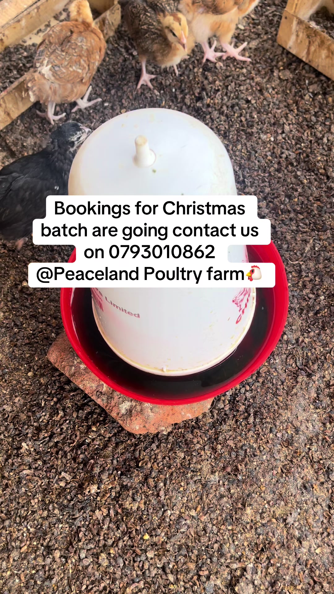 @Peaceland Poultry Farm🐔🐣🐓