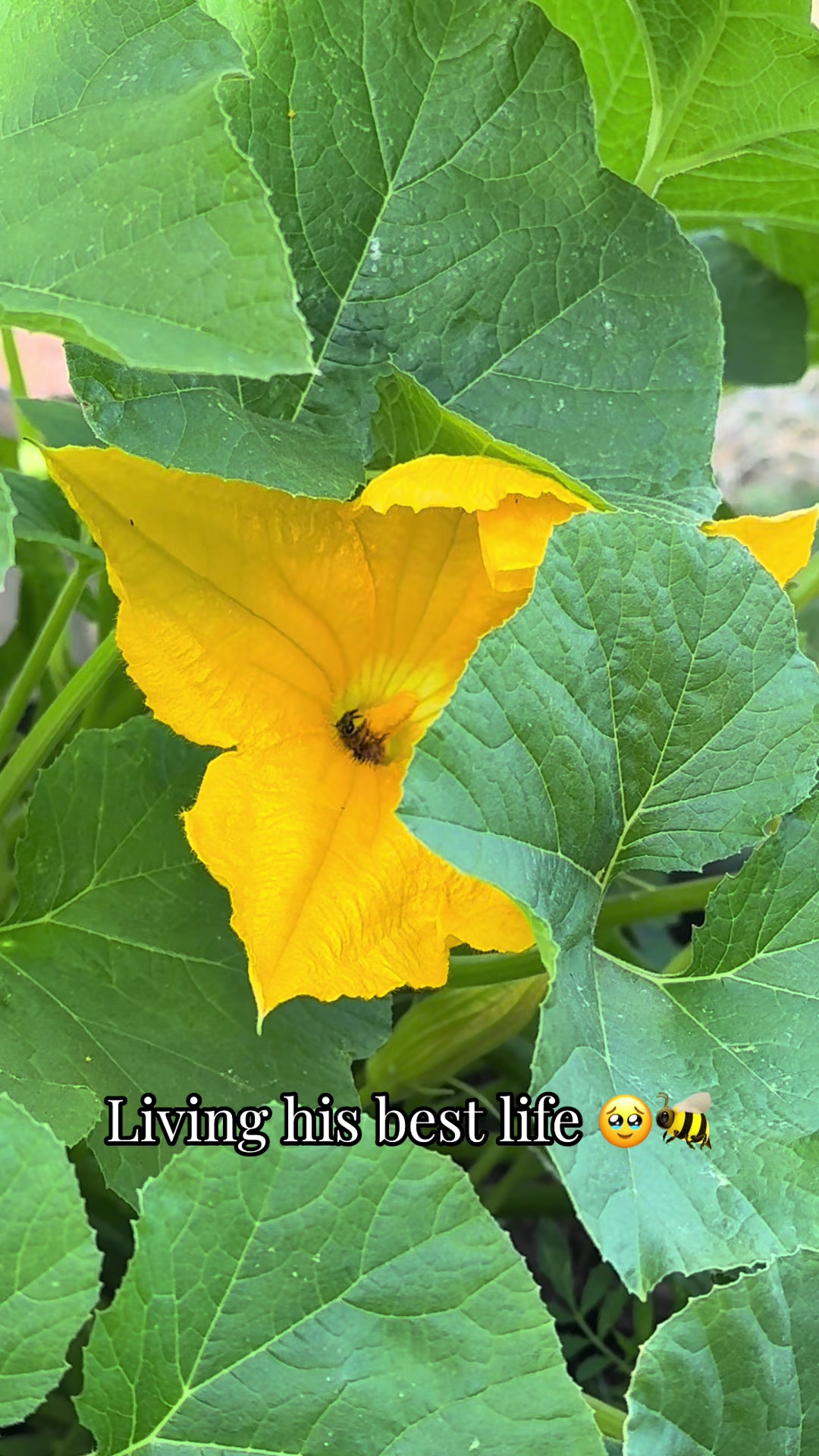 @plantingwithe