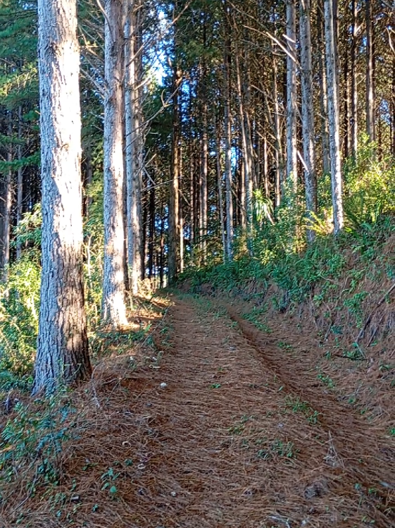 @Raiz da Roça Oficial
