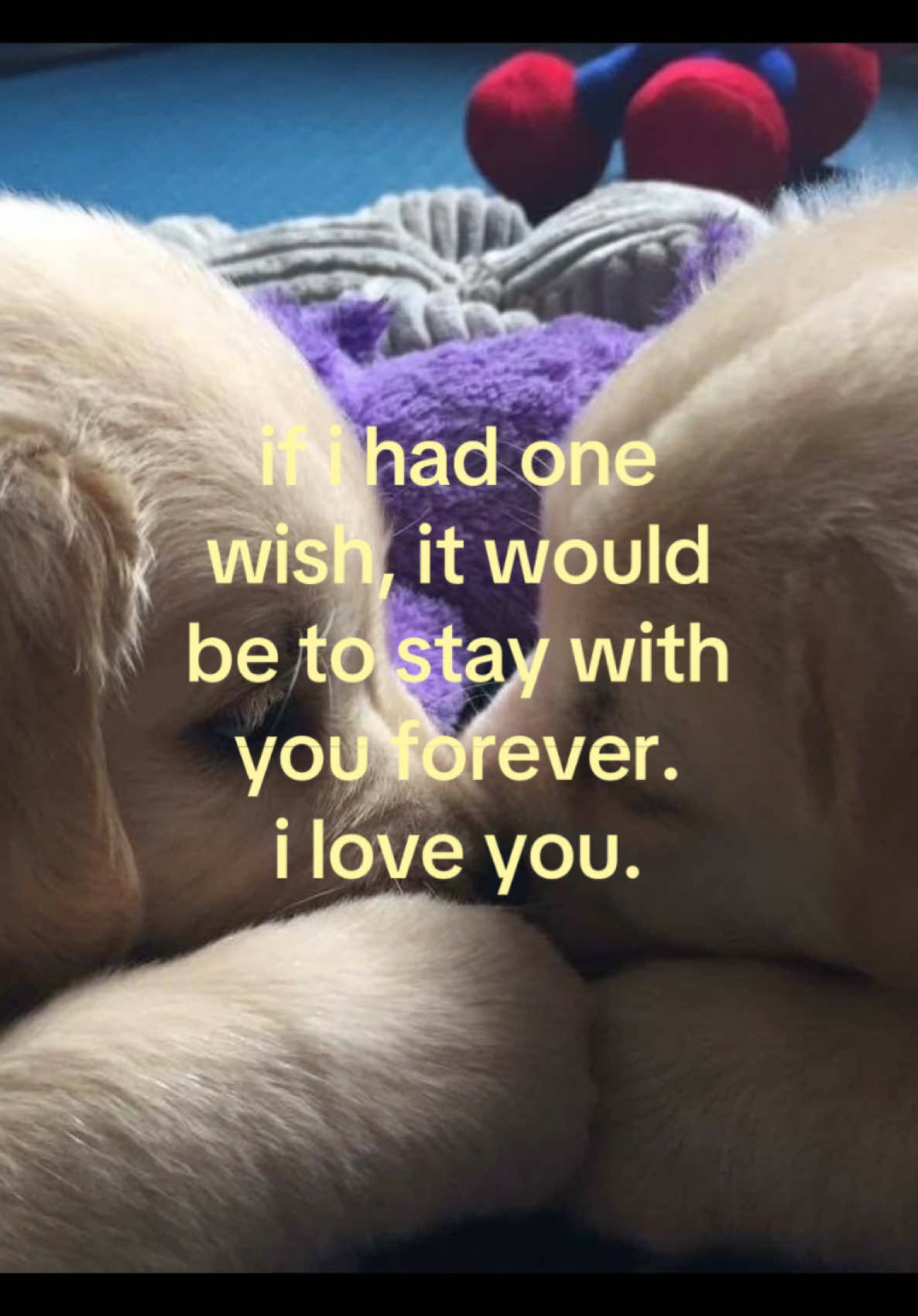 @iseenthisinmydream