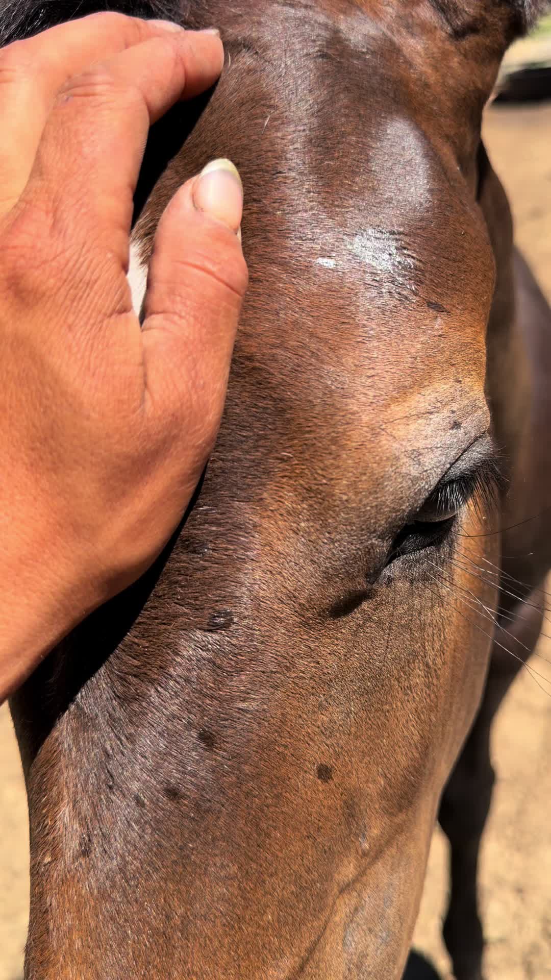 @TF Performance Horses