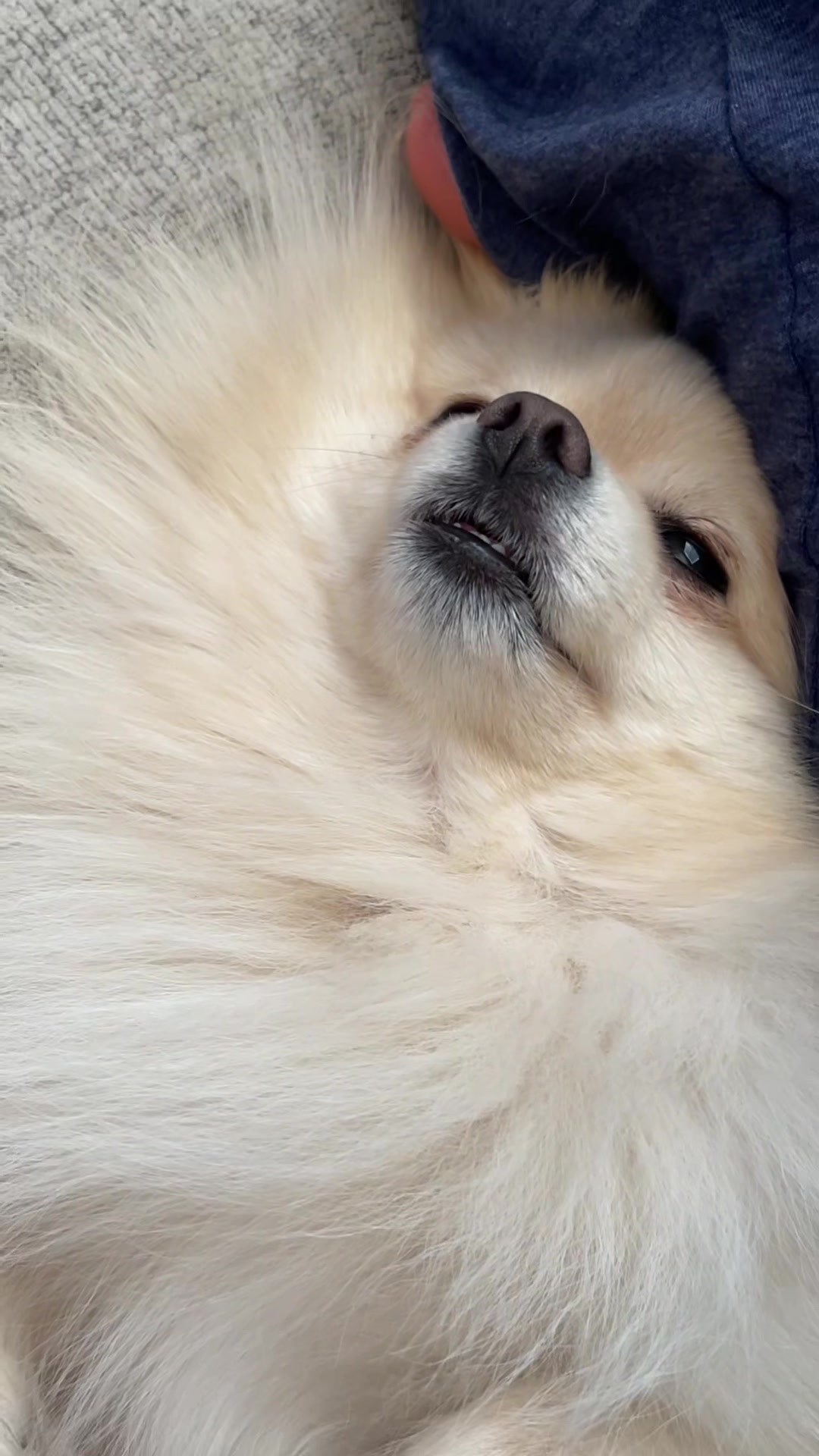 @beingmilothepom