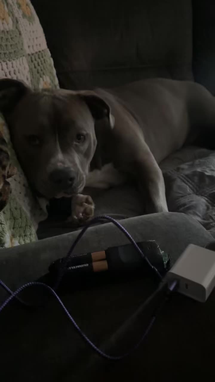 @OurPittieLittleLife🐶