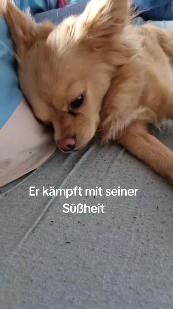 @Katinka, Peach 🐴 und Toffee🐶