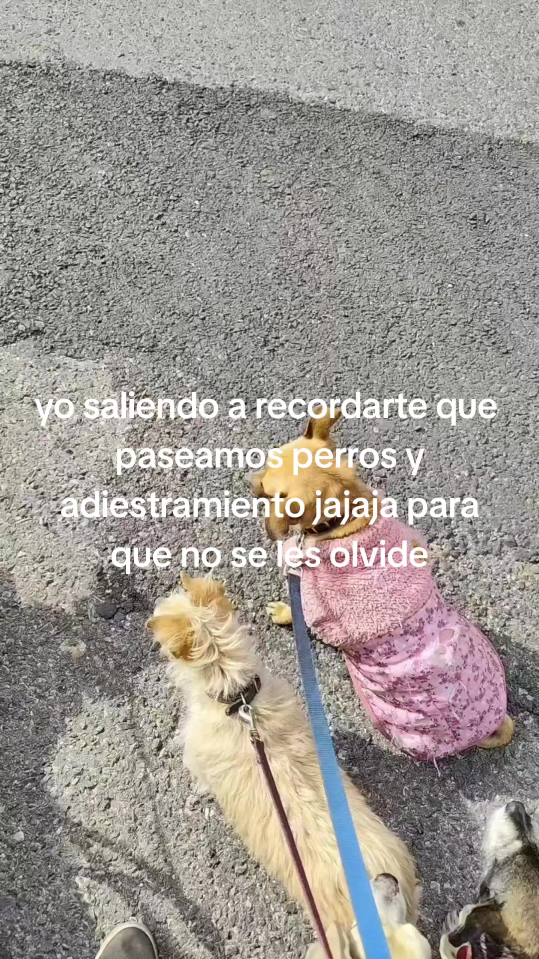 @DogWalkZacatecas♥️🐕🦺🌟