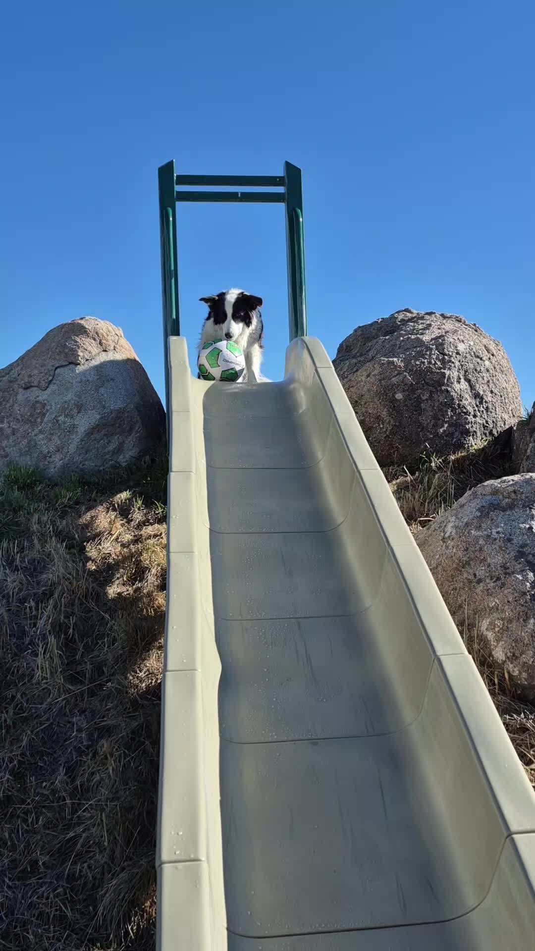 @Graciedogshuman