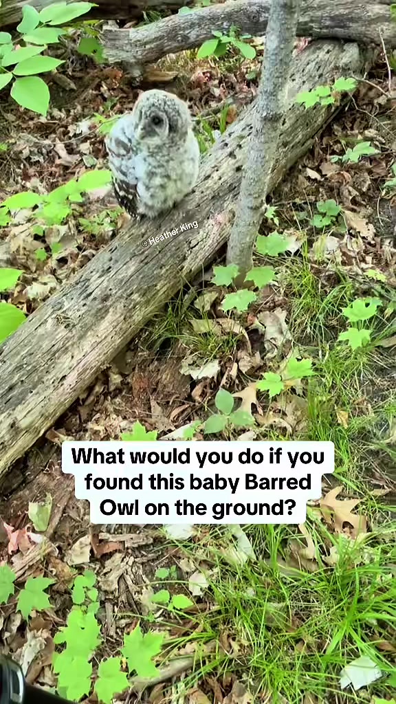 @Theeowlqueen🇨🇦