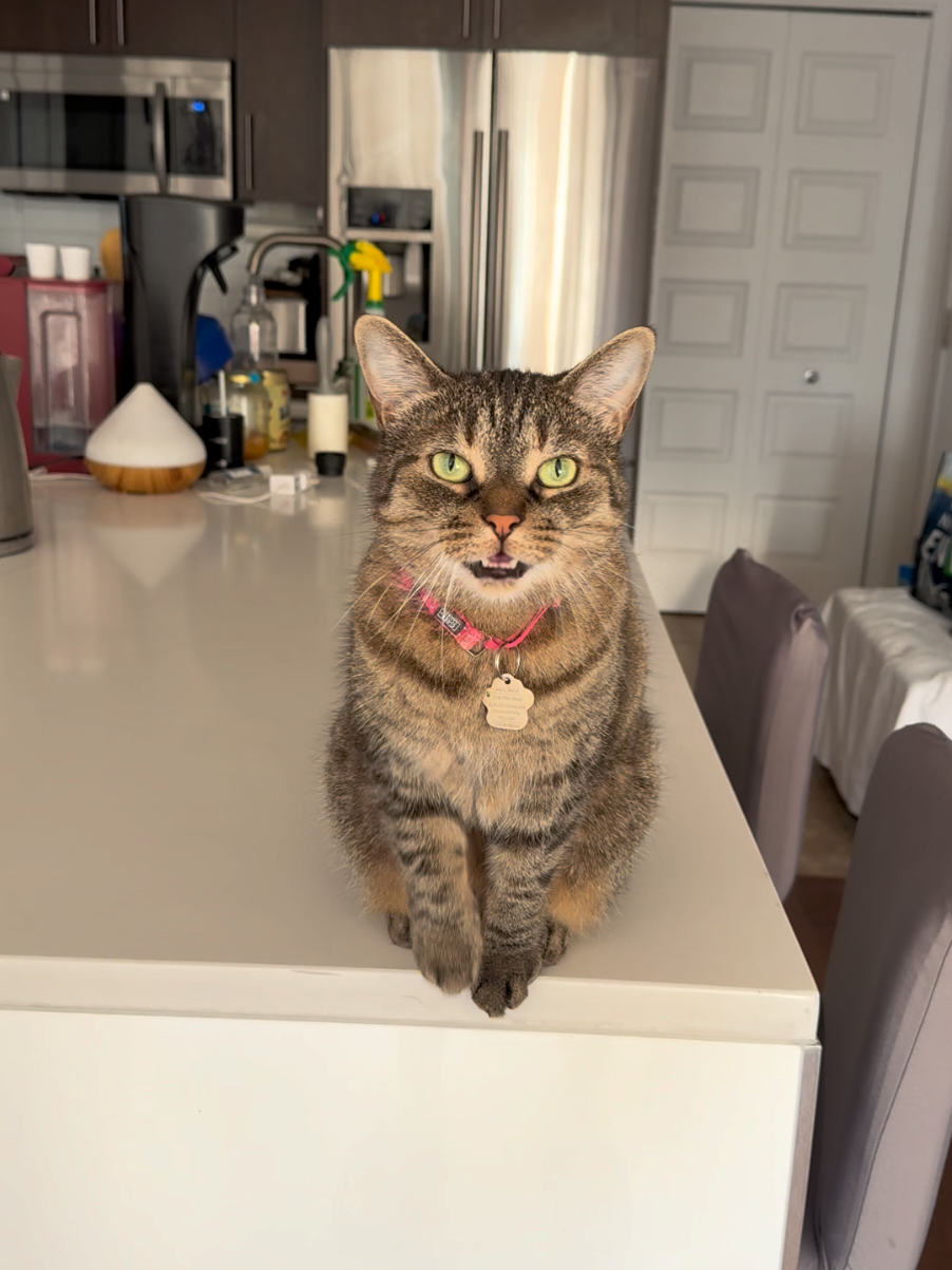 @Bellarda the cat