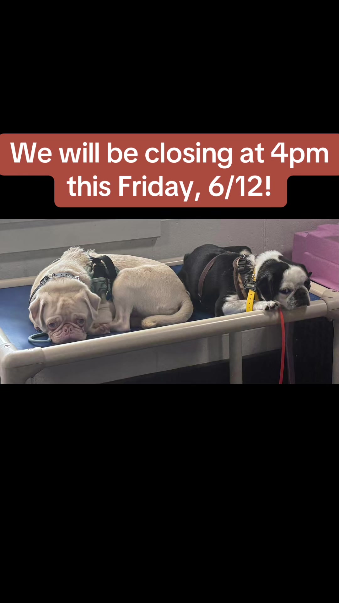 @Cordial Canine