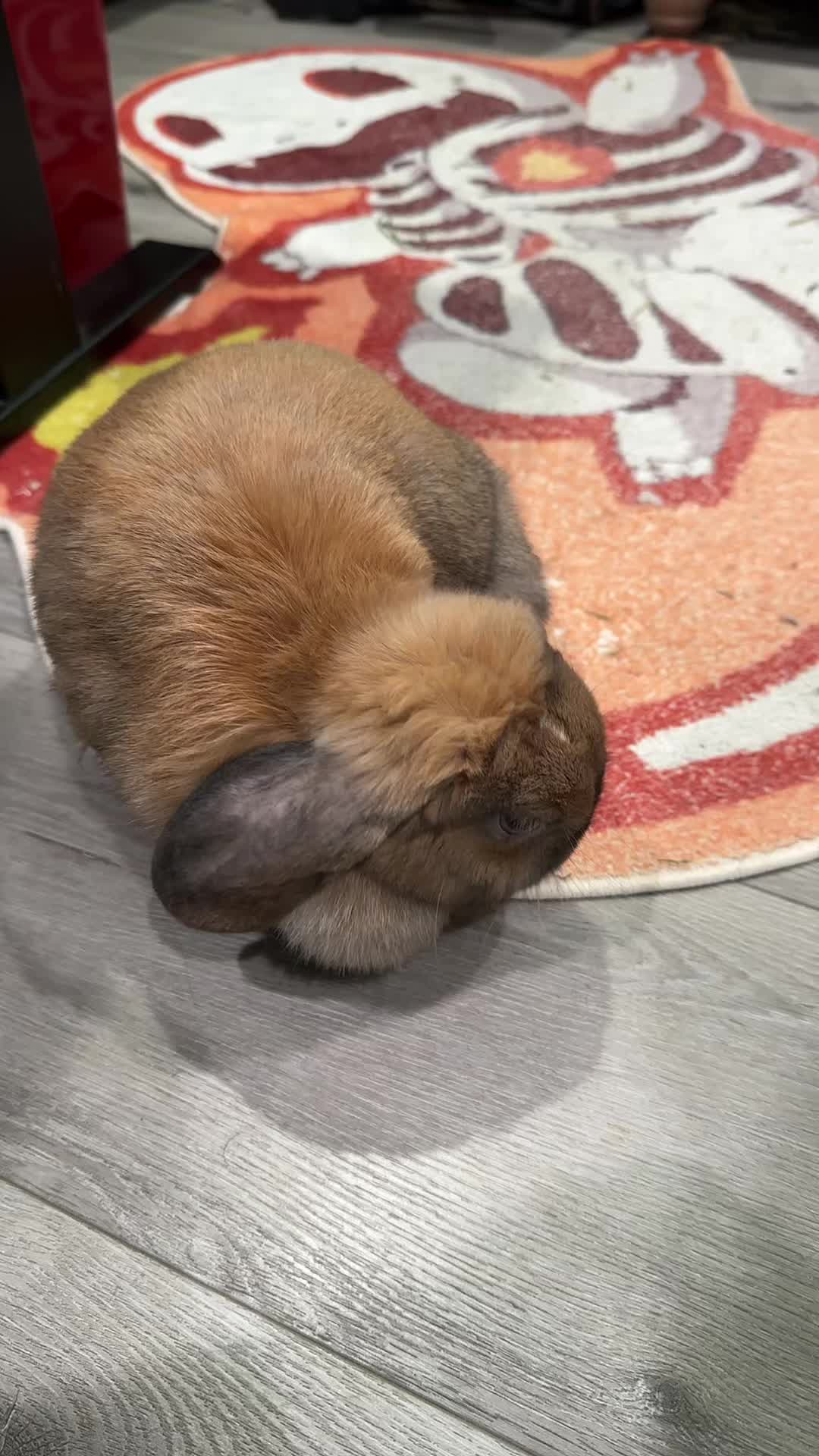 @honeythebunny24