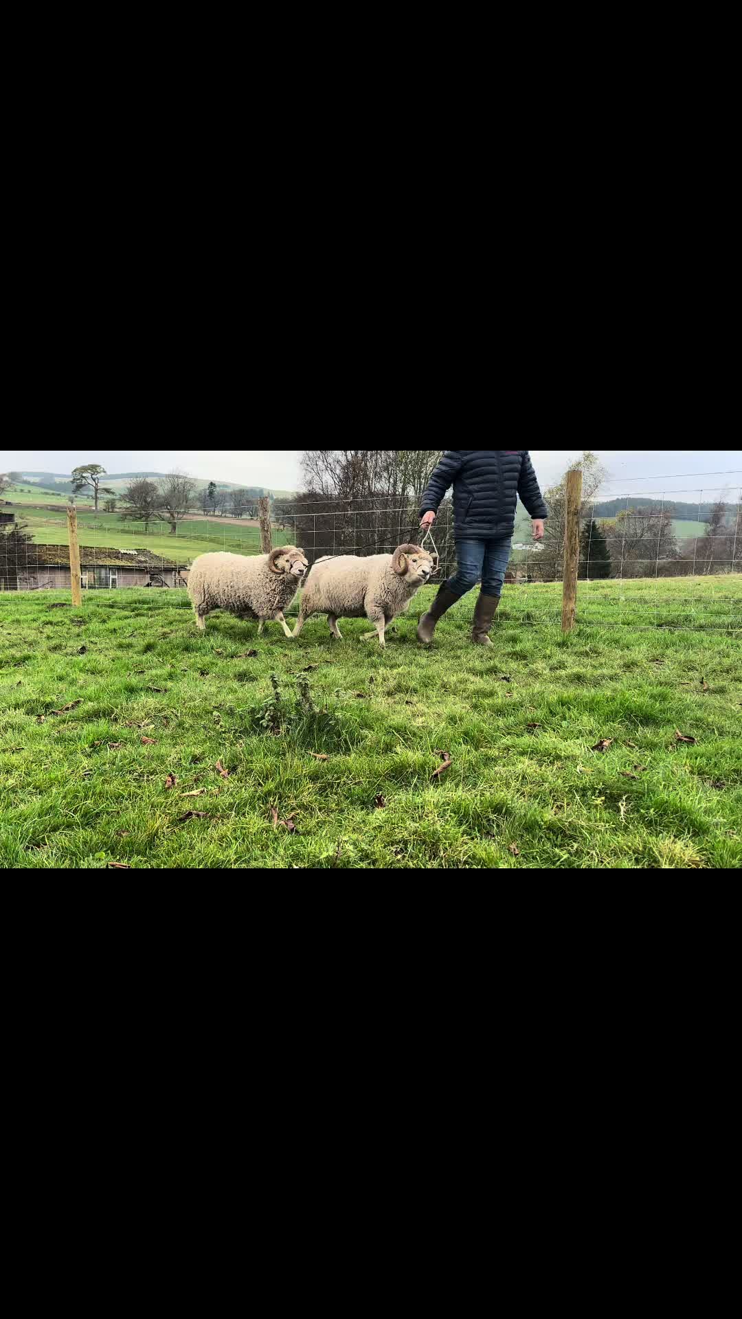 @Annavale&Biggarburn Shetlands