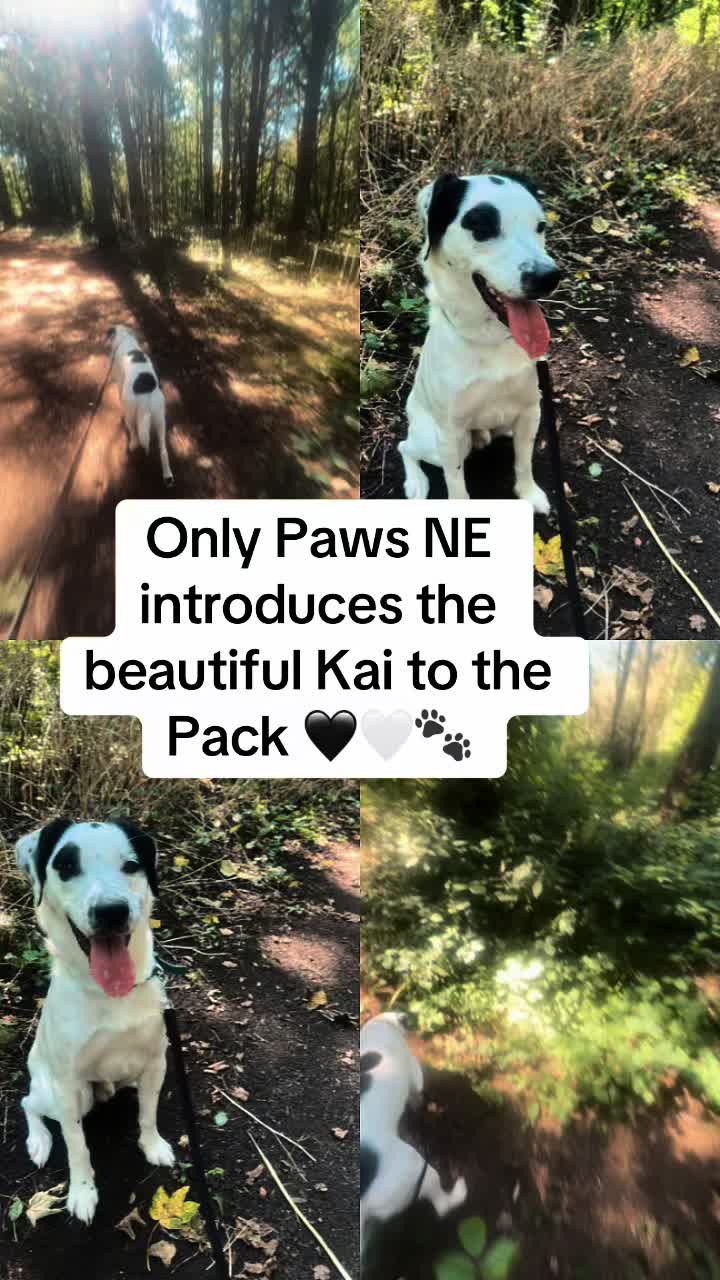 @Only 🐾 paws NE