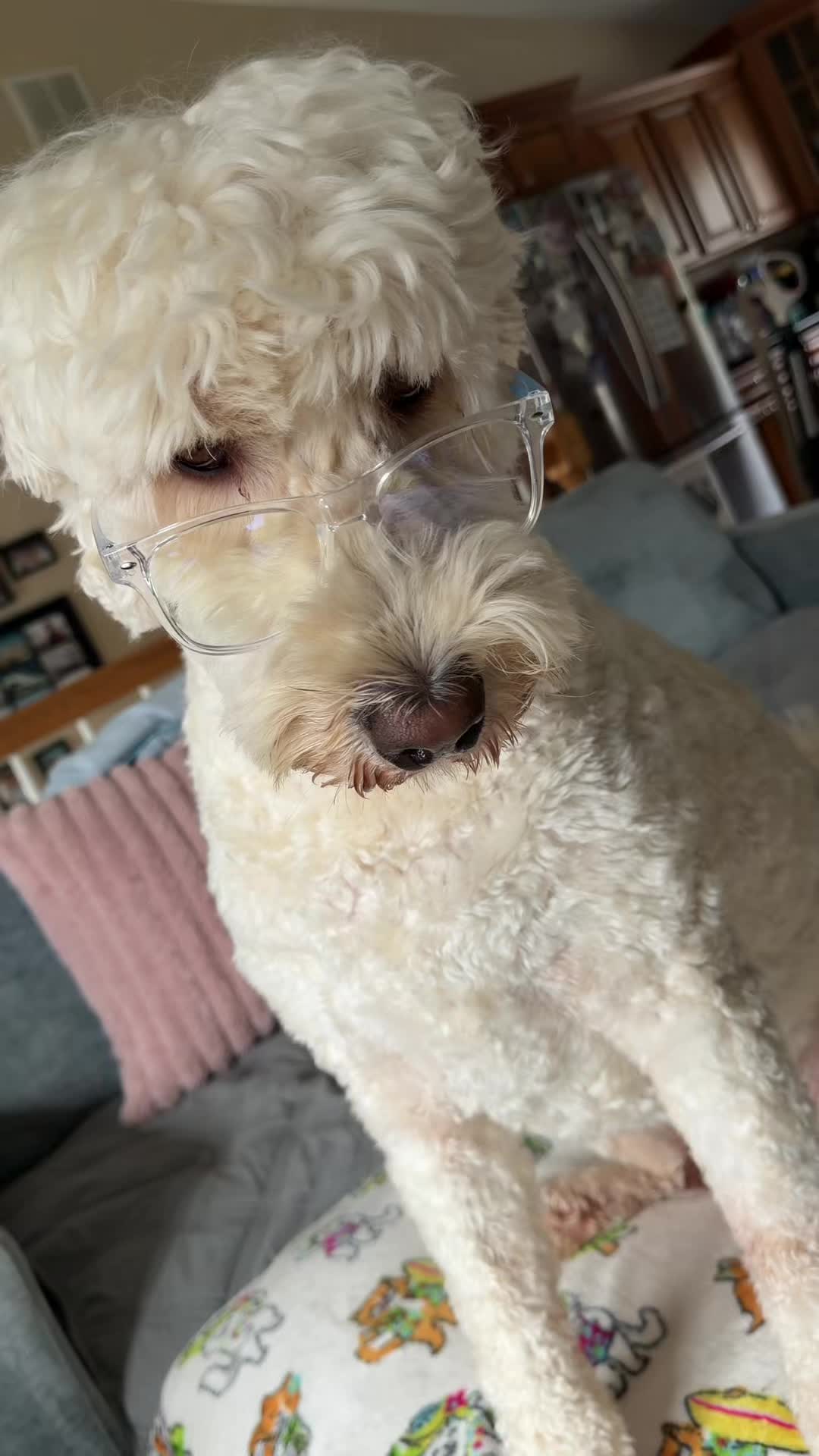 @Ambrosepets