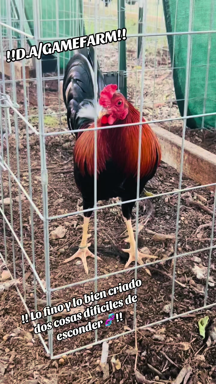 @DAgamefarm