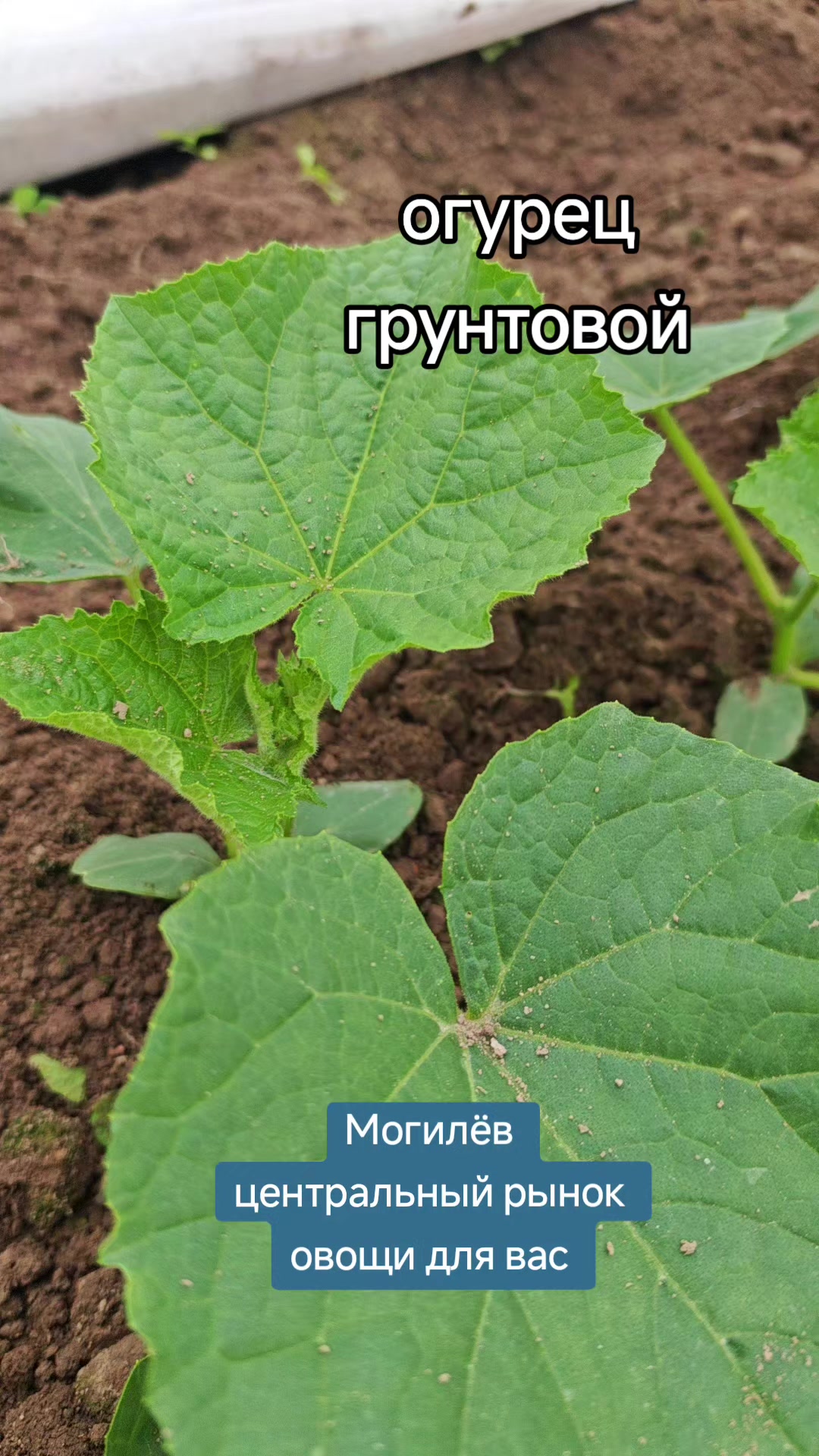 @Картофель Могилёв