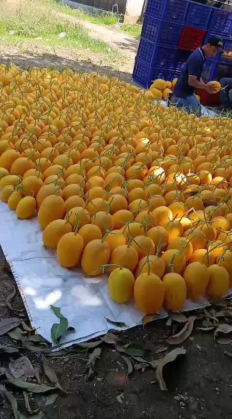 @APRI RADJA GROSIR