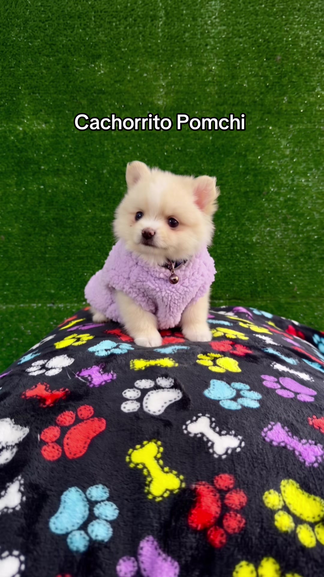 @Super Pet Ecuador 🇪🇨 🐶