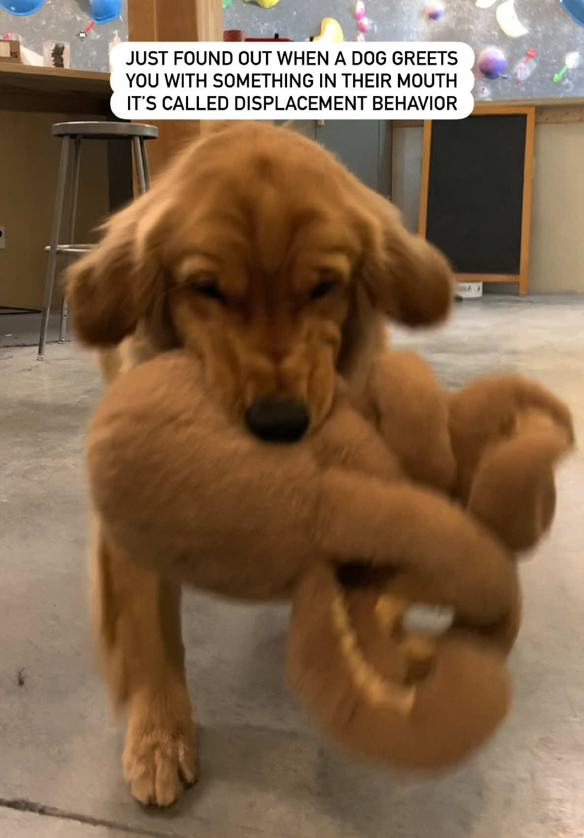 @Pacha and Bucket the Goldens
