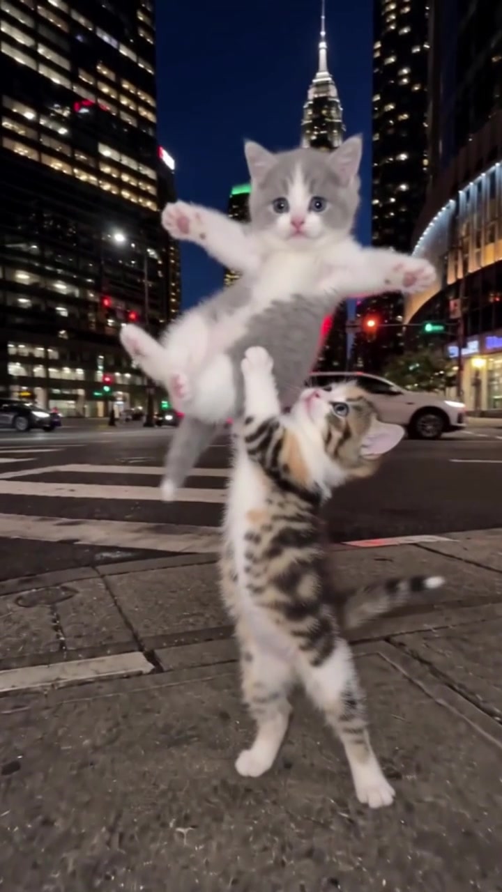 @meowmaxxers
