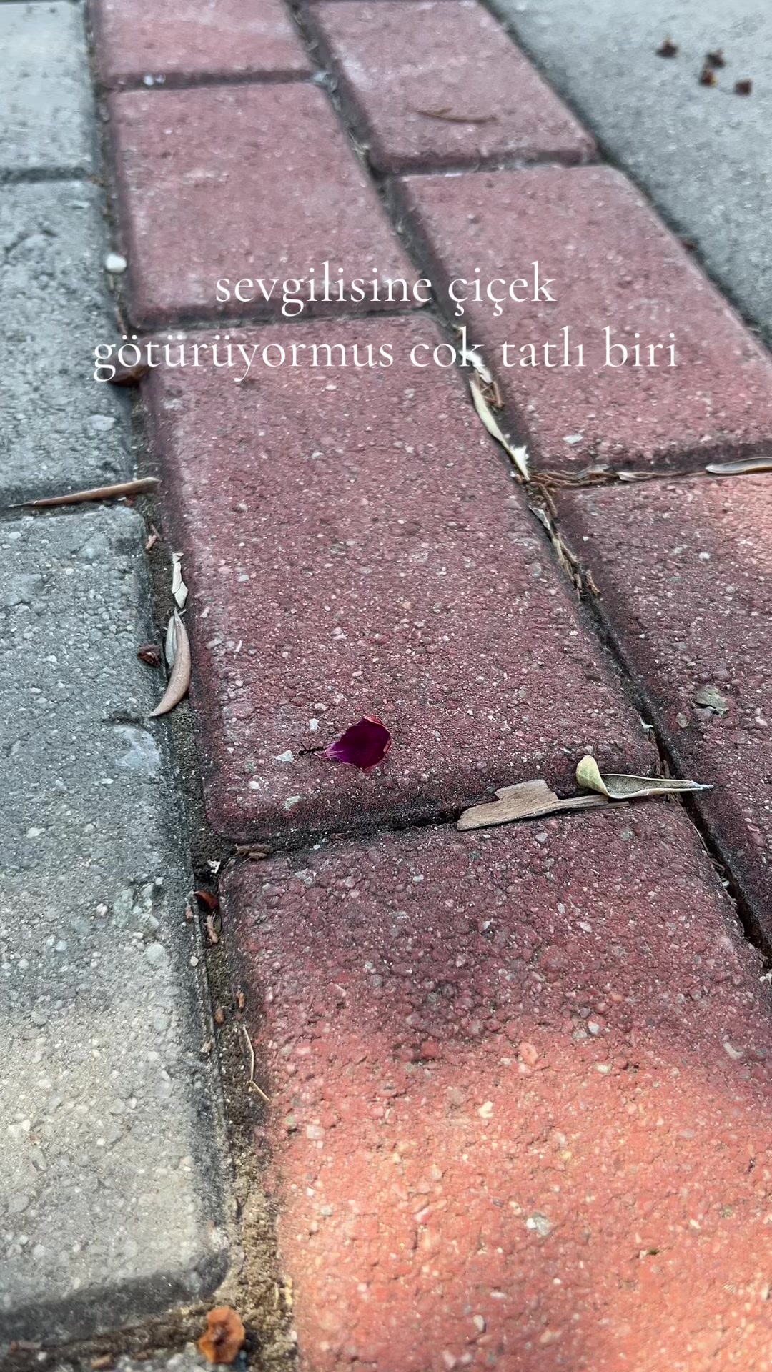 @꩜ï 🌱
