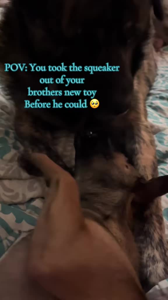 @Rosey’s Page☺️🐾