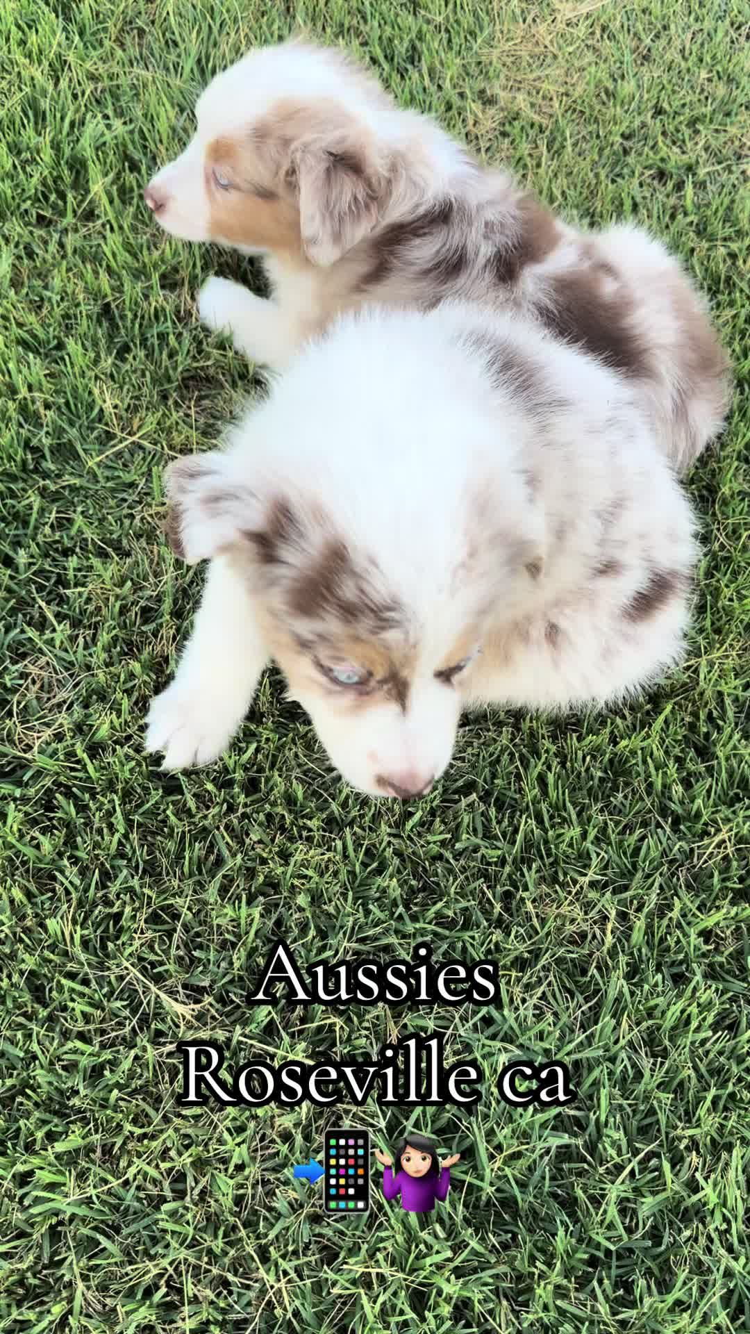 @sacramento__aussies916