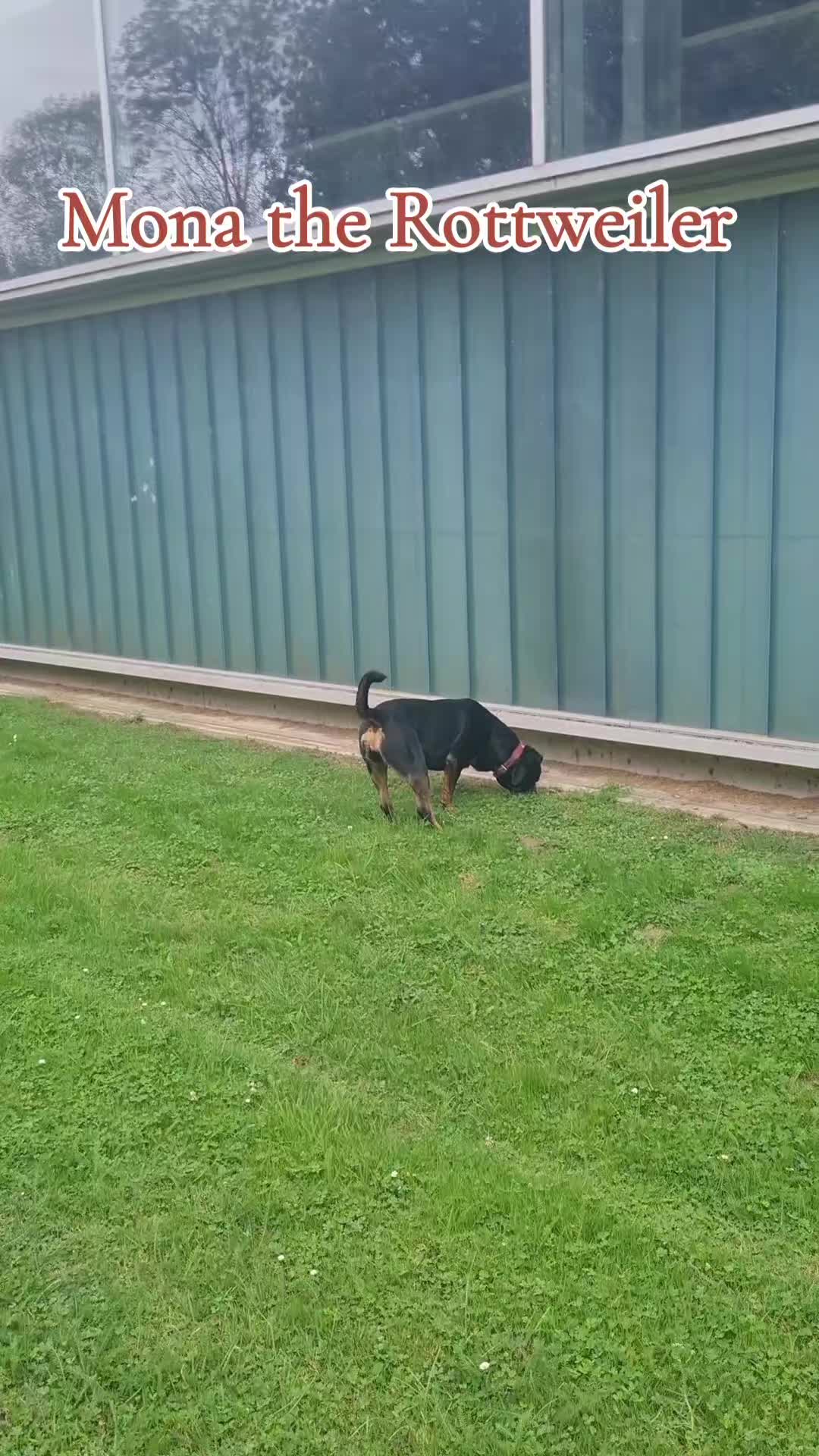 @Mona the Rottweiler