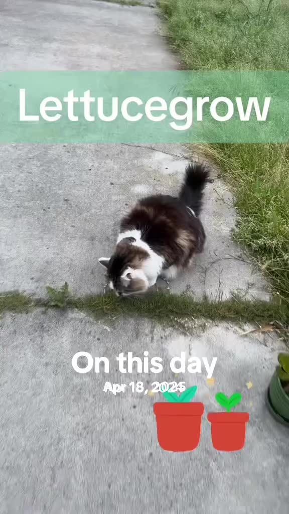 @Wetplantz