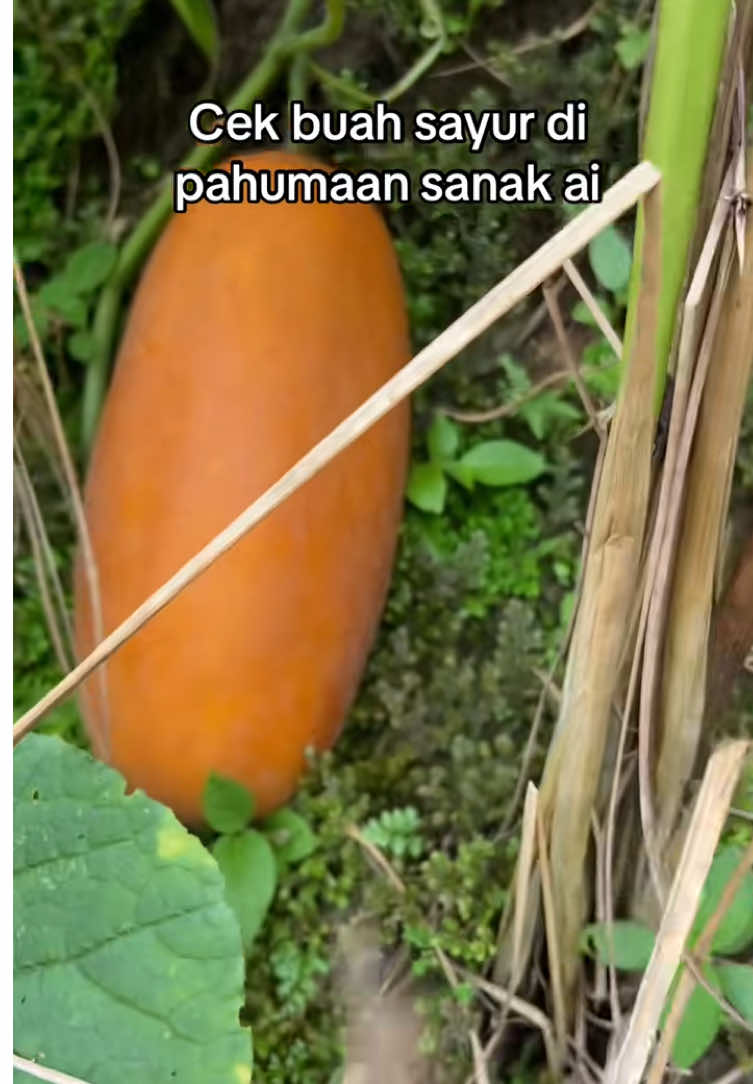 @ORANG TAKAHIGA✅