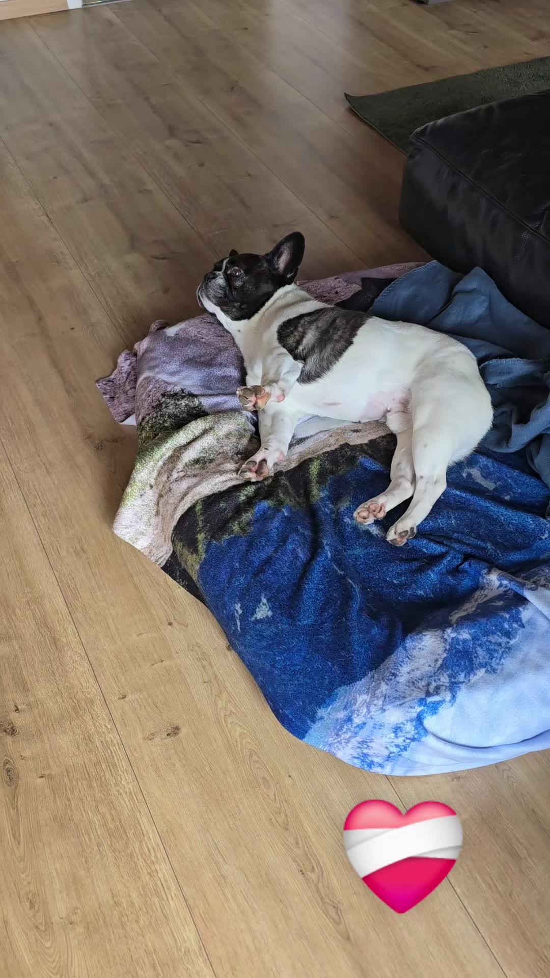 @Kylo und Samy 💙💙🐶🐕🍀🍀