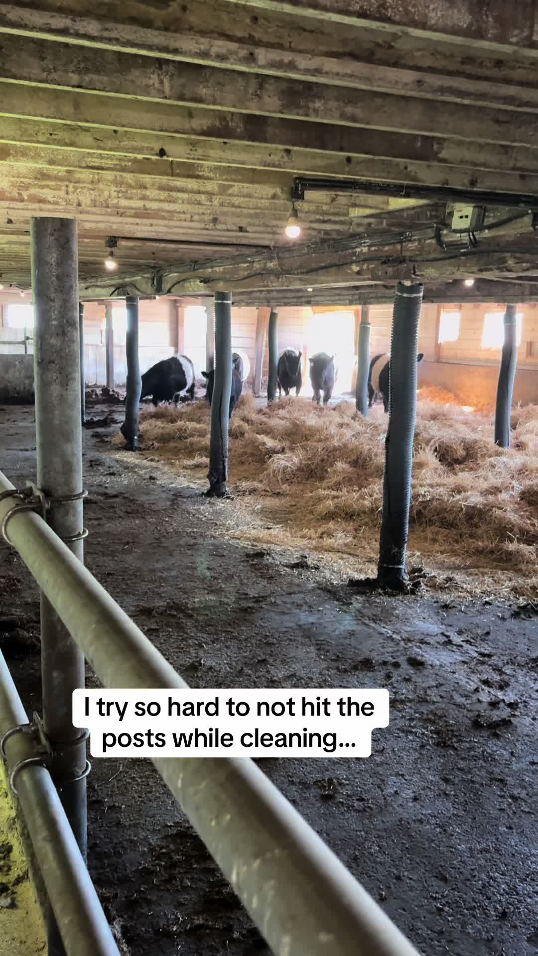 @Van Zandwyk farms
