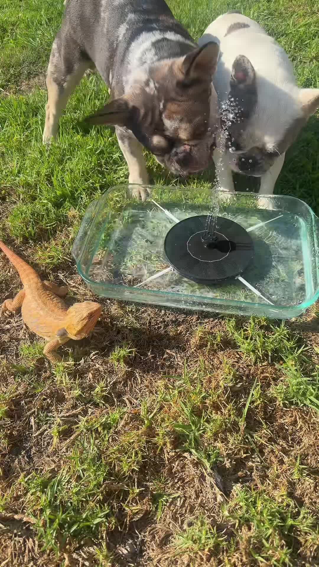 @Stella_Oreo_Pumpkin