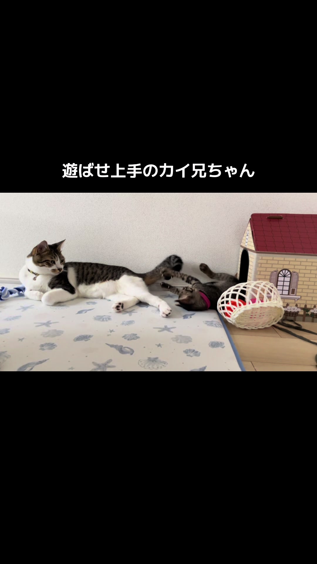 @ねこまみれ