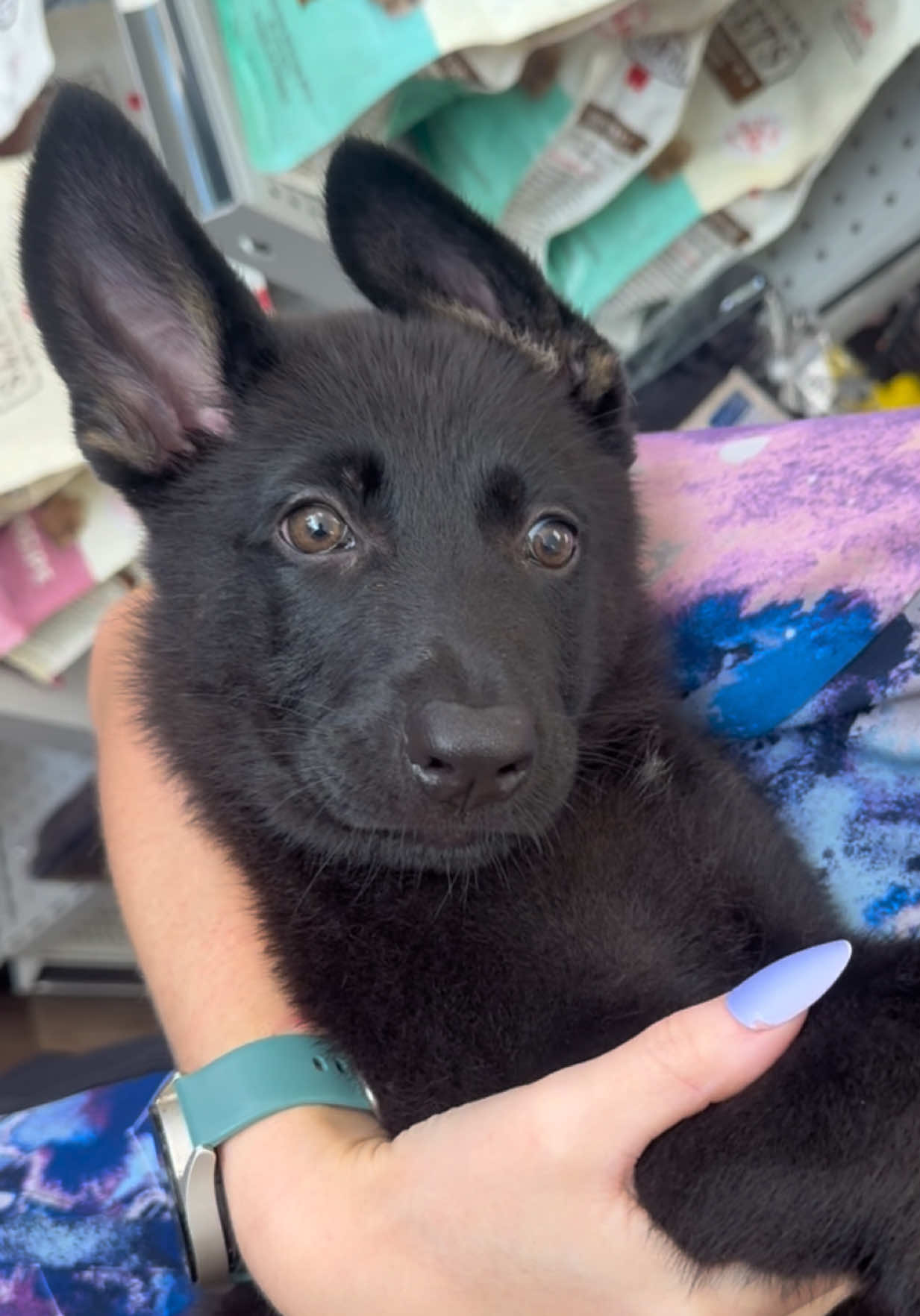 @Petland Bradenton